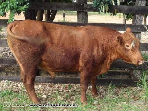 Imagem Tourinhos Angus Rusticos Somente a Pasto Imagem Tourinhos Angus Rusticos Somente a Pasto