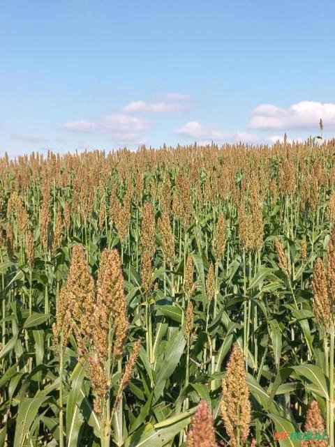 Procuro propriedade fazenda, sitio para arrendamento Imagem Procuro propriedade fazenda, sitio para arrendamento