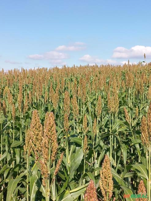 Procuro propriedade fazenda, sitio para arrendamento Imagem Procuro propriedade fazenda, sitio para arrendamento