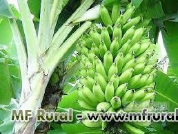 BANANA PRATA ANA Imagem BANANA PRATA ANA