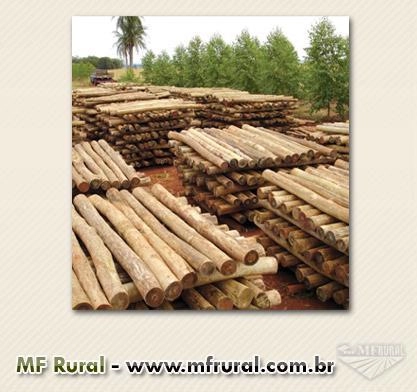 Lenha de eucalipto para pizzaria, padaria, lareiras. Imagem Lenha de eucalipto para pizzaria, padaria, lareiras.