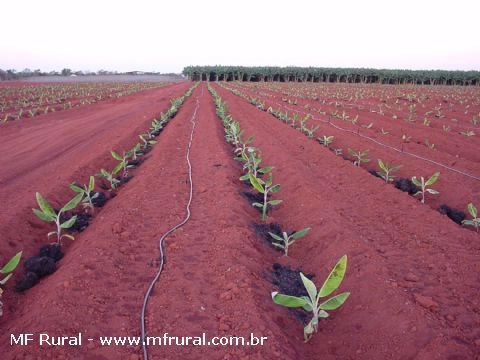 Imagem Mudas de Banana Imagem Mudas de Banana