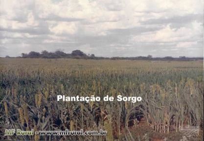 Fazenda 69 Ha em Itaguaçu da Bahia parcelas de R$ 1.000 fixas