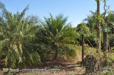 Imagem PALMEIRAS Imagem PALMEIRAS