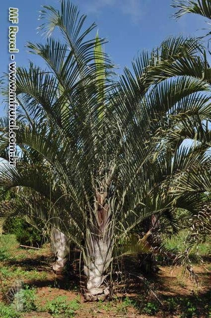 Imagem PALMEIRAS Imagem PALMEIRAS