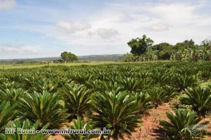 Imagem PALMEIRAS Imagem PALMEIRAS