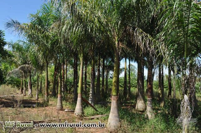 PALMEIRAS Imagem PALMEIRAS