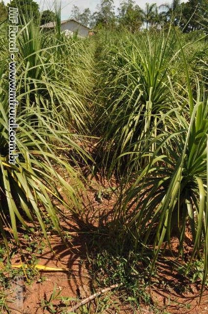 Imagem PALMEIRAS Imagem PALMEIRAS