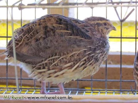 CODORNAO GIGANTE MARRON - OVOS GALADOS -DUZIA