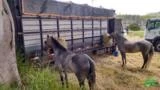 Transporte de Cavalos e Gado