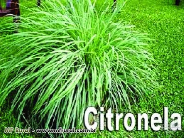 MUDAS DE CITRONELA Imagem MUDAS DE CITRONELA