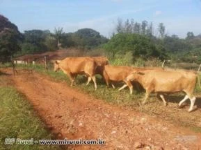 VACAS CARACU