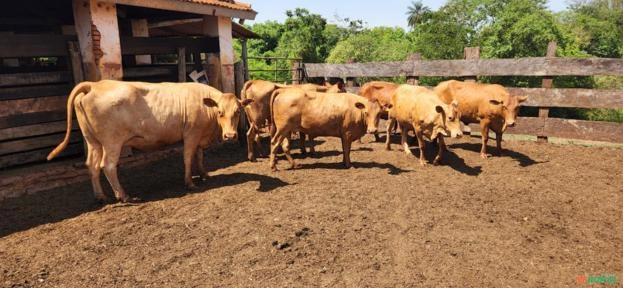 Imagem VACAS CARACU Imagem VACAS CARACU