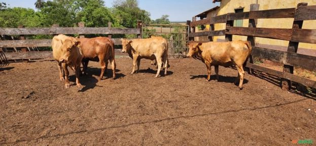 VACAS CARACU Imagem VACAS CARACU