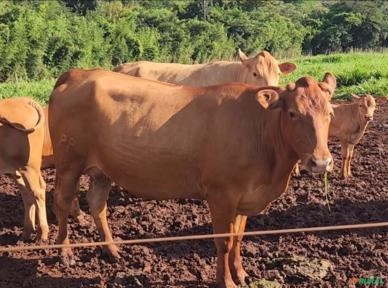 VACAS CARACU Imagem VACAS CARACU