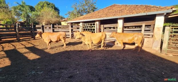 VACAS CARACU Imagem VACAS CARACU
