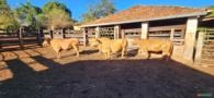 VACAS CARACU Imagem VACAS CARACU