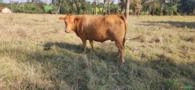 VACAS CARACU Imagem VACAS CARACU