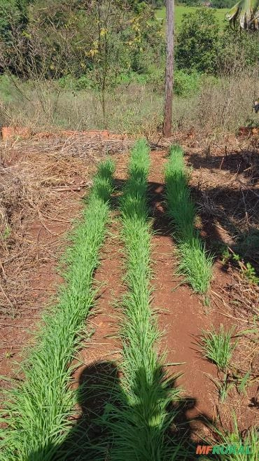 Aveia em Grãos Imagem Aveia em Grãos