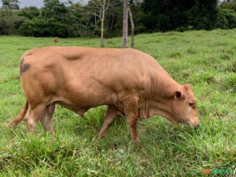 Touros Caracu Imagem Touros Caracu