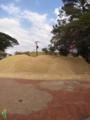 Sabugo de milho Imagem Sabugo de milho