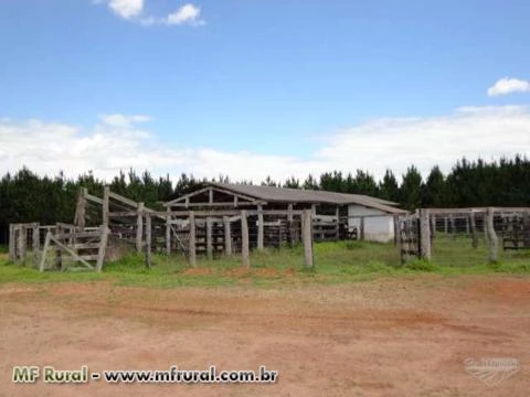 Curral, brete, balança para 2 cabeças, madeiramento em Aroeira e Ypê