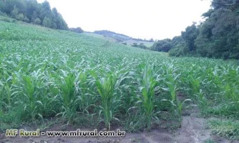 Silagem de Milho Região de Cruzília Sul de Minas