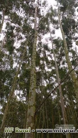 Madeira tratada de eucalipto serrada