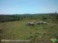 Fazenda gado de corte