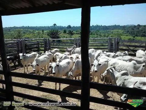 Fazenda gado de corte