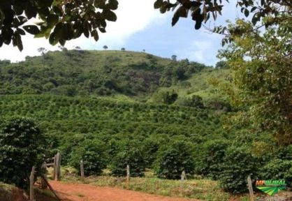 Fazenda de café - Brazópolis - MG