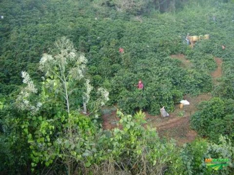 Fazenda de café - Brazópolis - MG