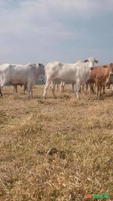 GADO DE CORTE NELORE Imagem GADO DE CORTE NELORE