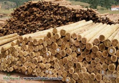 Eucalipto Tratado - Lascas e Palanques Imagem Eucalipto Tratado - Lascas e Palanques