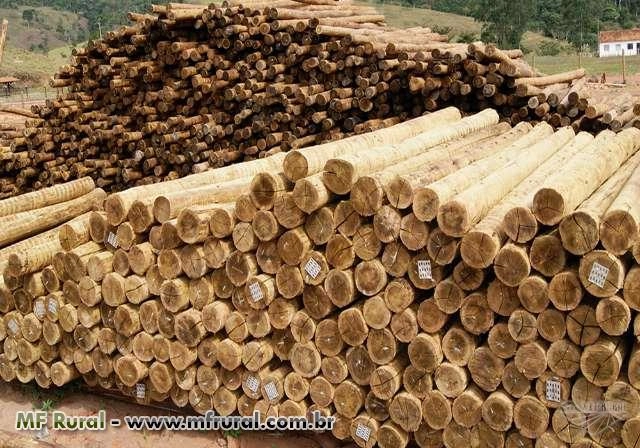 Eucalipto Tratado - Lascas e Palanques Imagem Eucalipto Tratado - Lascas e Palanques