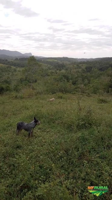 Arrendamento rural para culturas agrícolas e para silvicultura