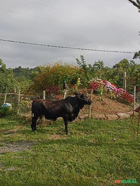 Mini boi Imagem Mini boi