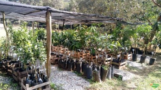 MUDAS ÁRVORES NATIVAS Imagem MUDAS ÁRVORES NATIVAS