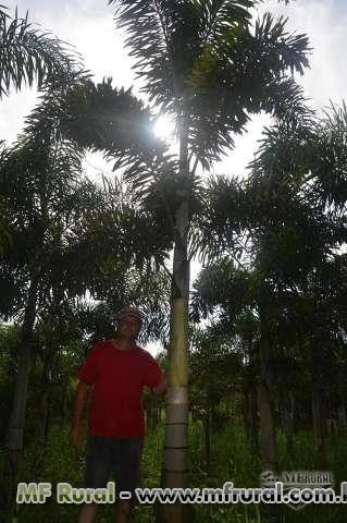 Imagem BELAS MUDAS DE RABO DE RAPOSA DIRETO DO PRODUTOR Imagem BELAS MUDAS DE RABO DE RAPOSA DIRETO DO PRODUTOR