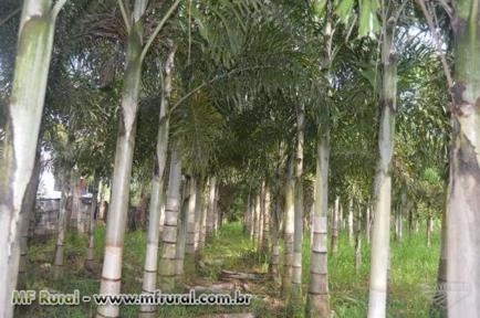 Imagem BELAS MUDAS DE RABO DE RAPOSA DIRETO DO PRODUTOR Imagem BELAS MUDAS DE RABO DE RAPOSA DIRETO DO PRODUTOR