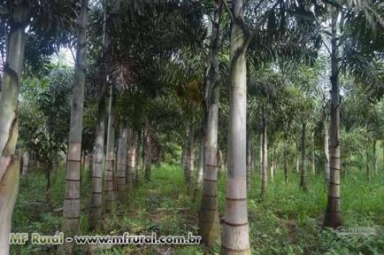 Imagem BELAS MUDAS DE RABO DE RAPOSA DIRETO DO PRODUTOR Imagem BELAS MUDAS DE RABO DE RAPOSA DIRETO DO PRODUTOR