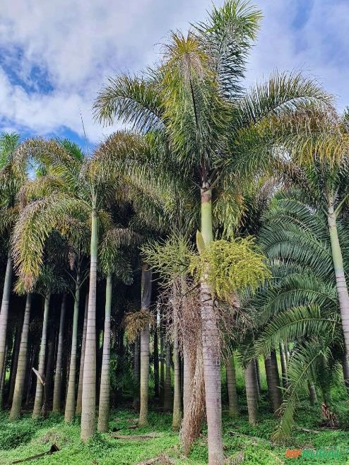 BELAS MUDAS DE RABO DE RAPOSA DIRETO DO PRODUTOR Imagem BELAS MUDAS DE RABO DE RAPOSA DIRETO DO PRODUTOR