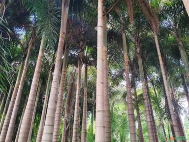 Imagem BELAS MUDAS DE RABO DE RAPOSA DIRETO DO PRODUTOR Imagem BELAS MUDAS DE RABO DE RAPOSA DIRETO DO PRODUTOR