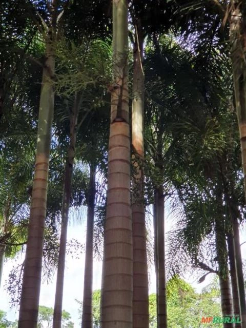 Imagem BELAS MUDAS DE RABO DE RAPOSA DIRETO DO PRODUTOR Imagem BELAS MUDAS DE RABO DE RAPOSA DIRETO DO PRODUTOR