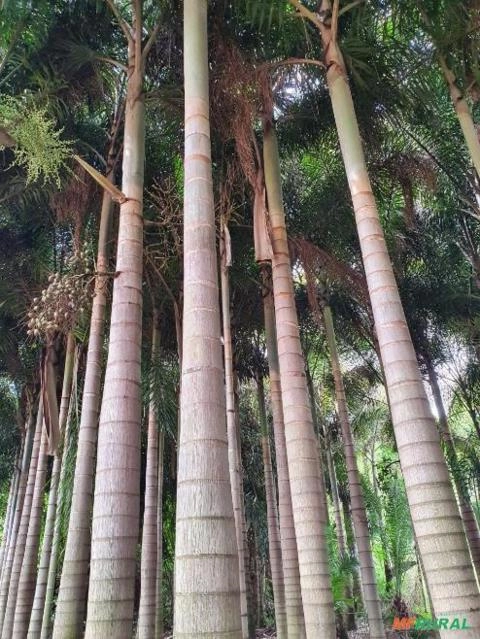 Imagem BELAS MUDAS DE RABO DE RAPOSA DIRETO DO PRODUTOR Imagem BELAS MUDAS DE RABO DE RAPOSA DIRETO DO PRODUTOR