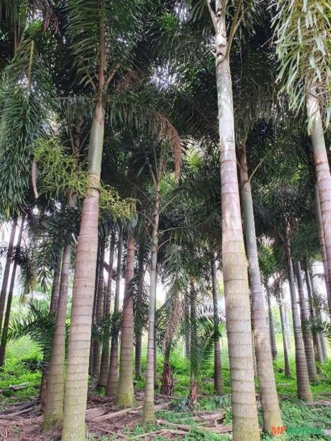 Imagem BELAS MUDAS DE RABO DE RAPOSA DIRETO DO PRODUTOR Imagem BELAS MUDAS DE RABO DE RAPOSA DIRETO DO PRODUTOR