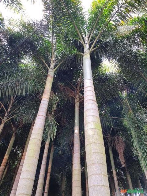 Imagem BELAS MUDAS DE RABO DE RAPOSA DIRETO DO PRODUTOR Imagem BELAS MUDAS DE RABO DE RAPOSA DIRETO DO PRODUTOR