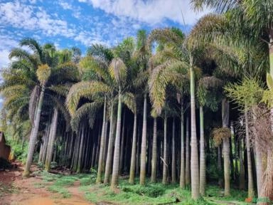 Imagem BELAS MUDAS DE RABO DE RAPOSA DIRETO DO PRODUTOR Imagem BELAS MUDAS DE RABO DE RAPOSA DIRETO DO PRODUTOR