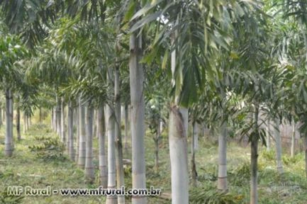 Imagem BELAS MUDAS DE RABO DE RAPOSA DIRETO DO PRODUTOR Imagem BELAS MUDAS DE RABO DE RAPOSA DIRETO DO PRODUTOR
