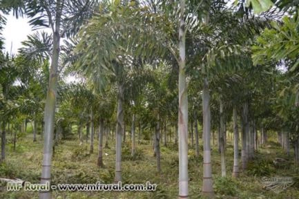 Imagem BELAS MUDAS DE RABO DE RAPOSA DIRETO DO PRODUTOR Imagem BELAS MUDAS DE RABO DE RAPOSA DIRETO DO PRODUTOR